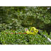 Photo: 18V ONE+ 18" POLE HEDGE TRIMMER - TOOL ONLY